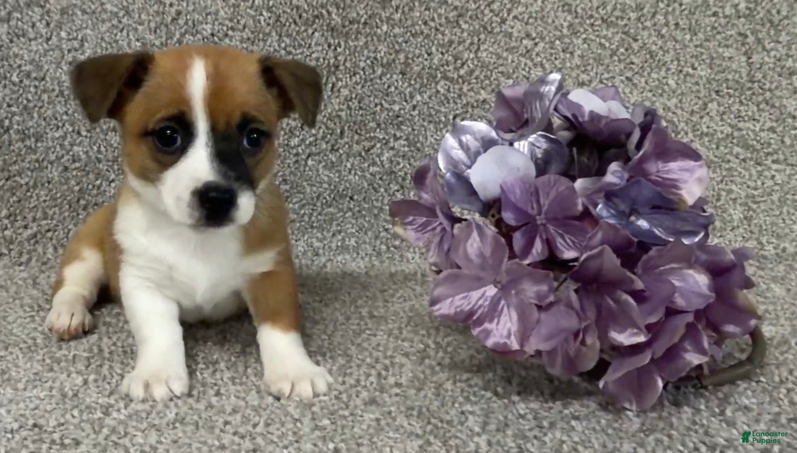 Jack Russell Terrier dogs Sabrina - Ad 2