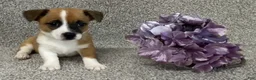 Jack Russell Terrier dogs for sale: Sabrina - Ad 2