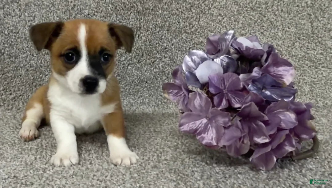 Jack Russell Terrier dogs for sale: Sabrina - Ad 2