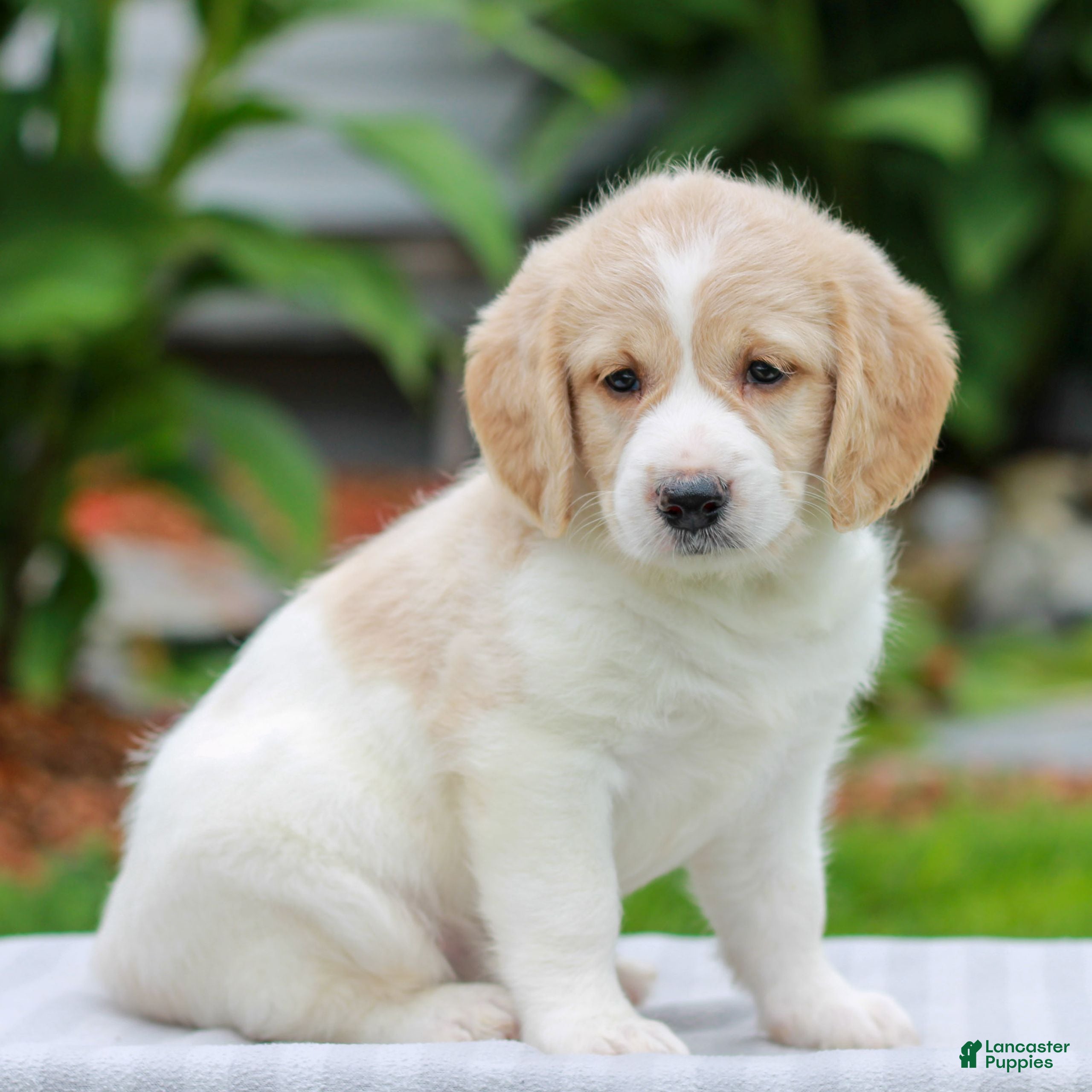 Miniature Labradoodle dogs Clover  - Ad 2