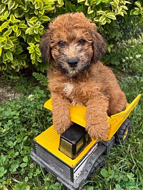 Whoodle dogs Hardy - Ad 1