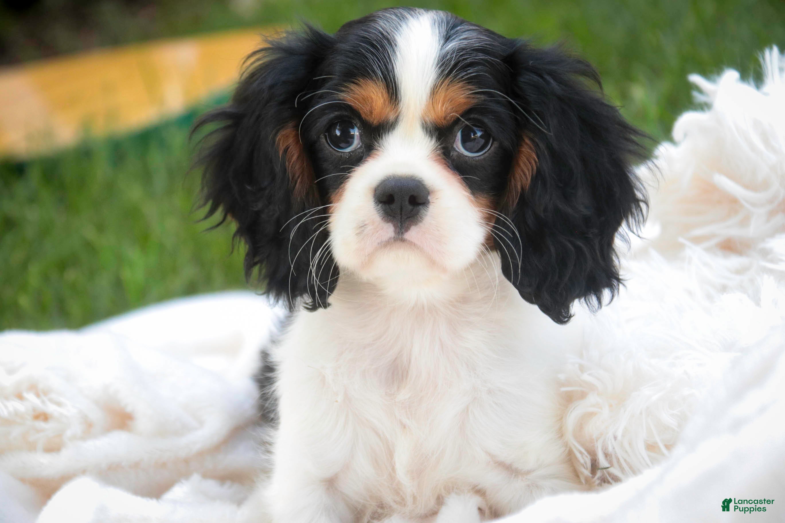 Cavalier King Charles Spaniel dogs Percy Cavalier King Charles Spaniel  - Ad 1
