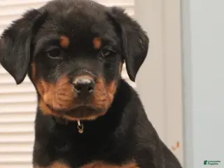 Rottweiler dogs Astra - Ad 14