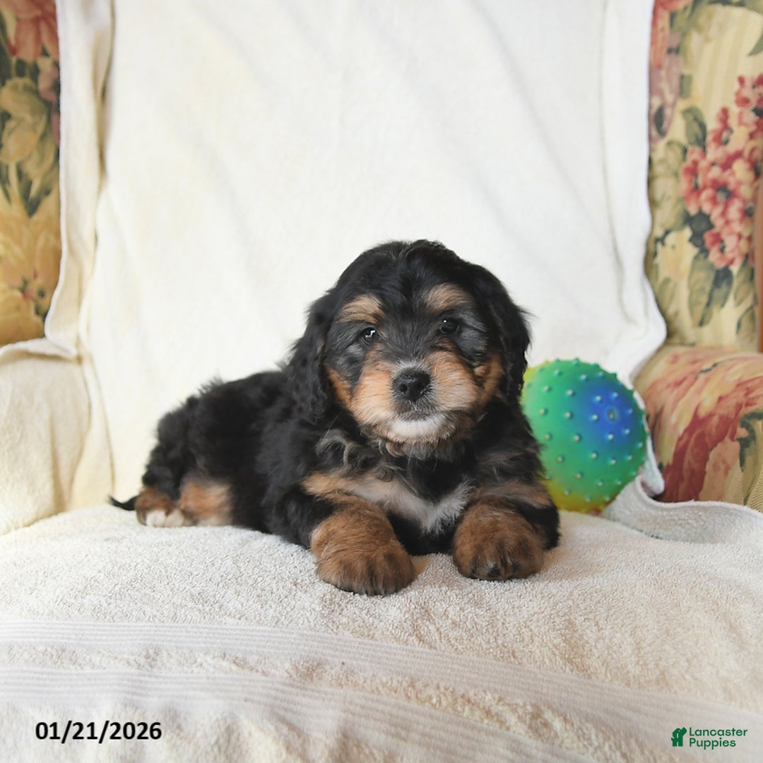 Mini Bernedoodle dogs for sale: Roscoe - Ad 3