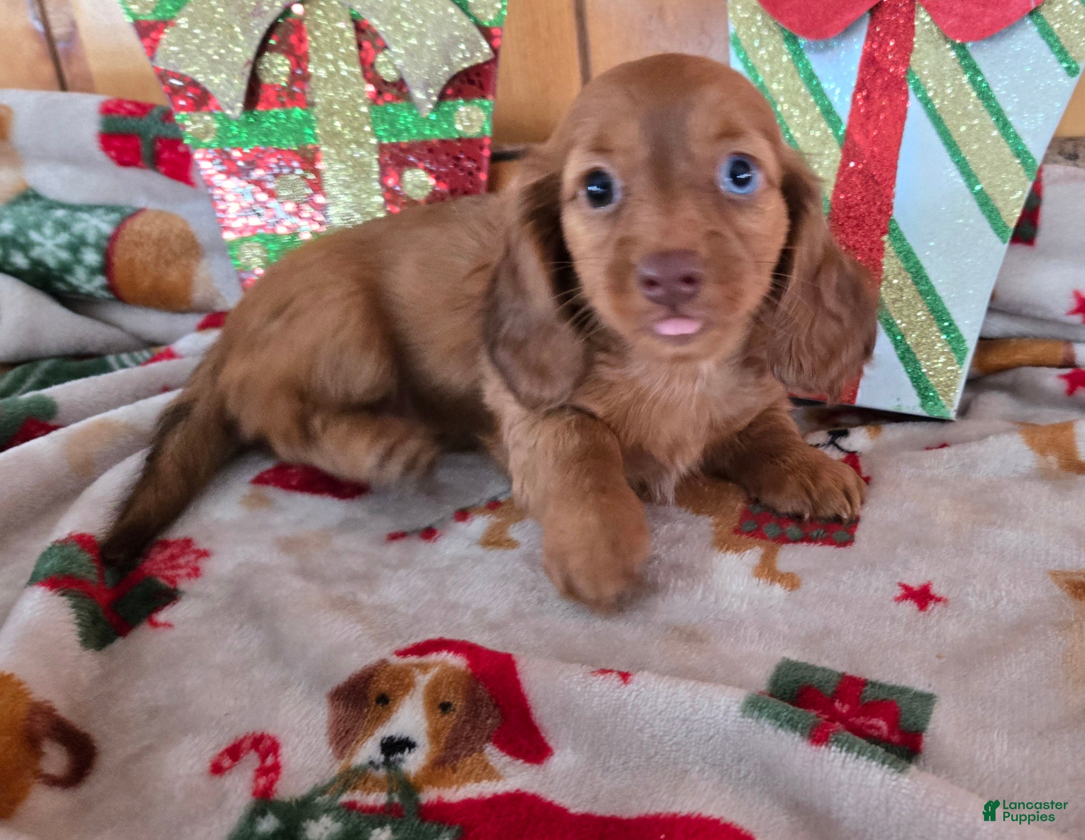 Miniature Dachshund dogs andrea - Ad 35