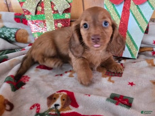Miniature Dachshund dogs andrea - Ad 35