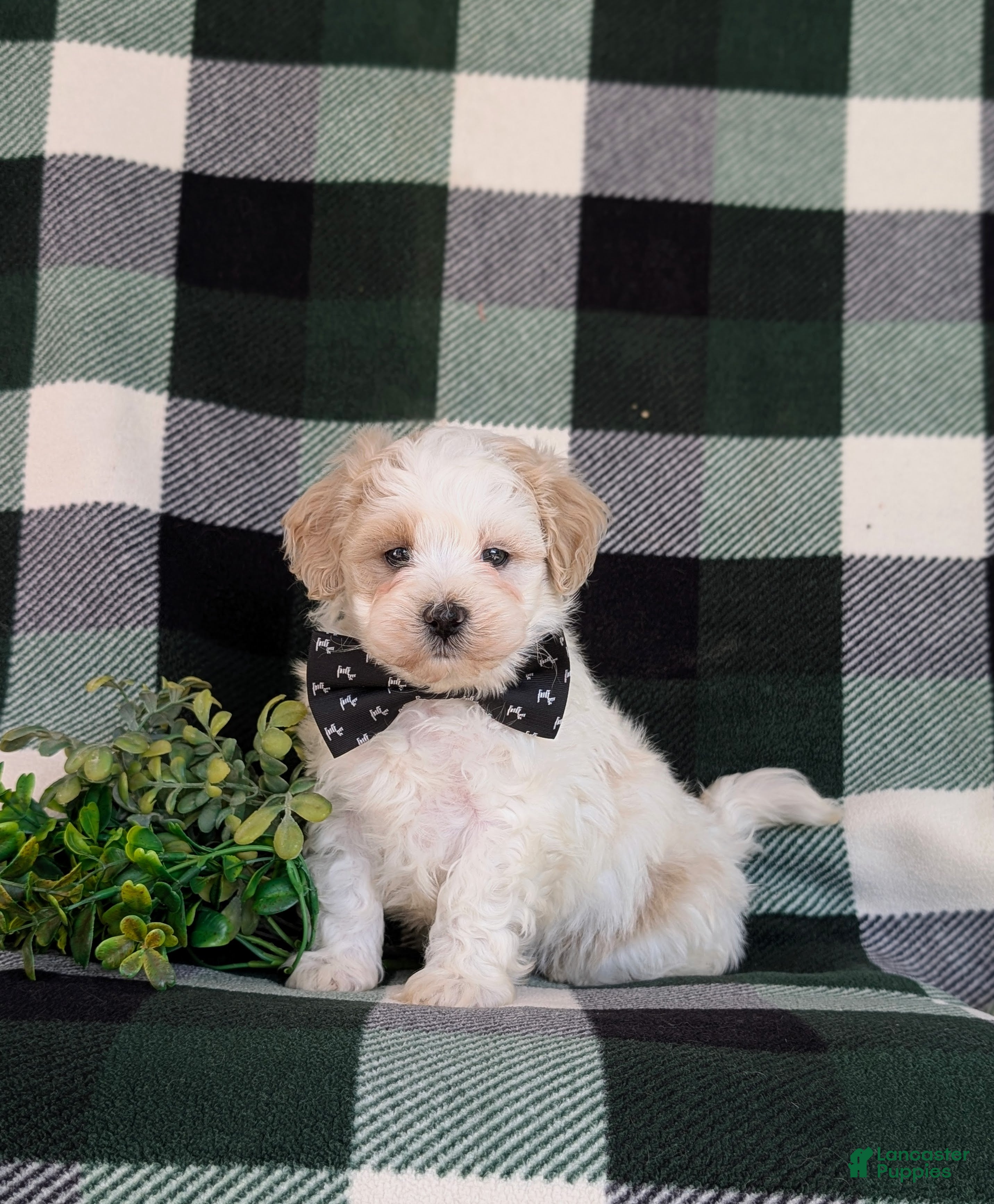 Maltipoo dogs for sale: Oscar - Ad 7