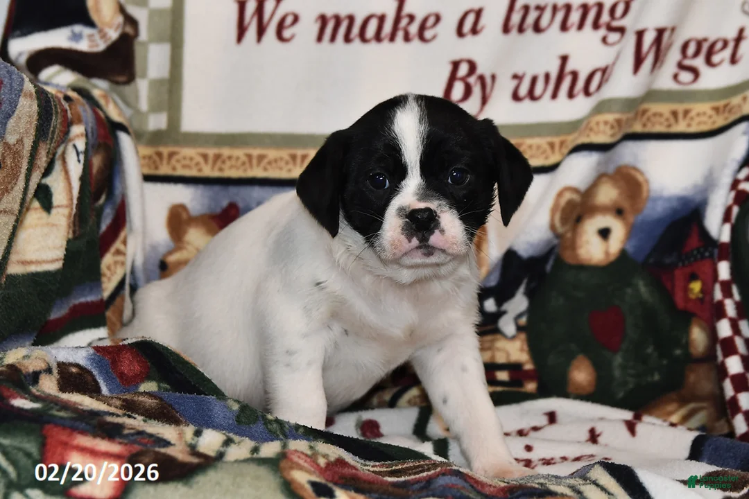 Mixed Breed dogs for sale: Otis - Ad 1