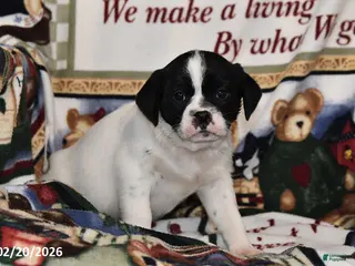 Mixed Breed dogs for sale: Otis - Ad 1