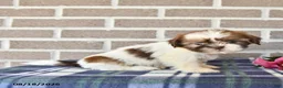 Shih Tzu dogs for sale: Rose  - Ad 4