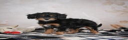 Bernedoodle dogs for sale: Gracie - Ad 12
