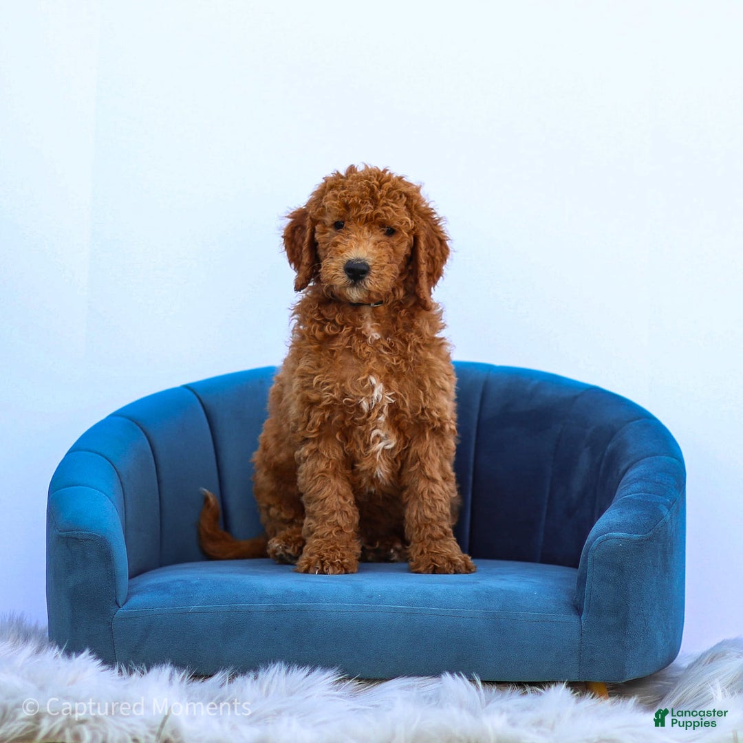 Standard Poodle dogs for sale: Ronnie - Ad 17