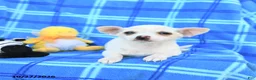Chihuahua dogs for sale: Uno - Ad 2
