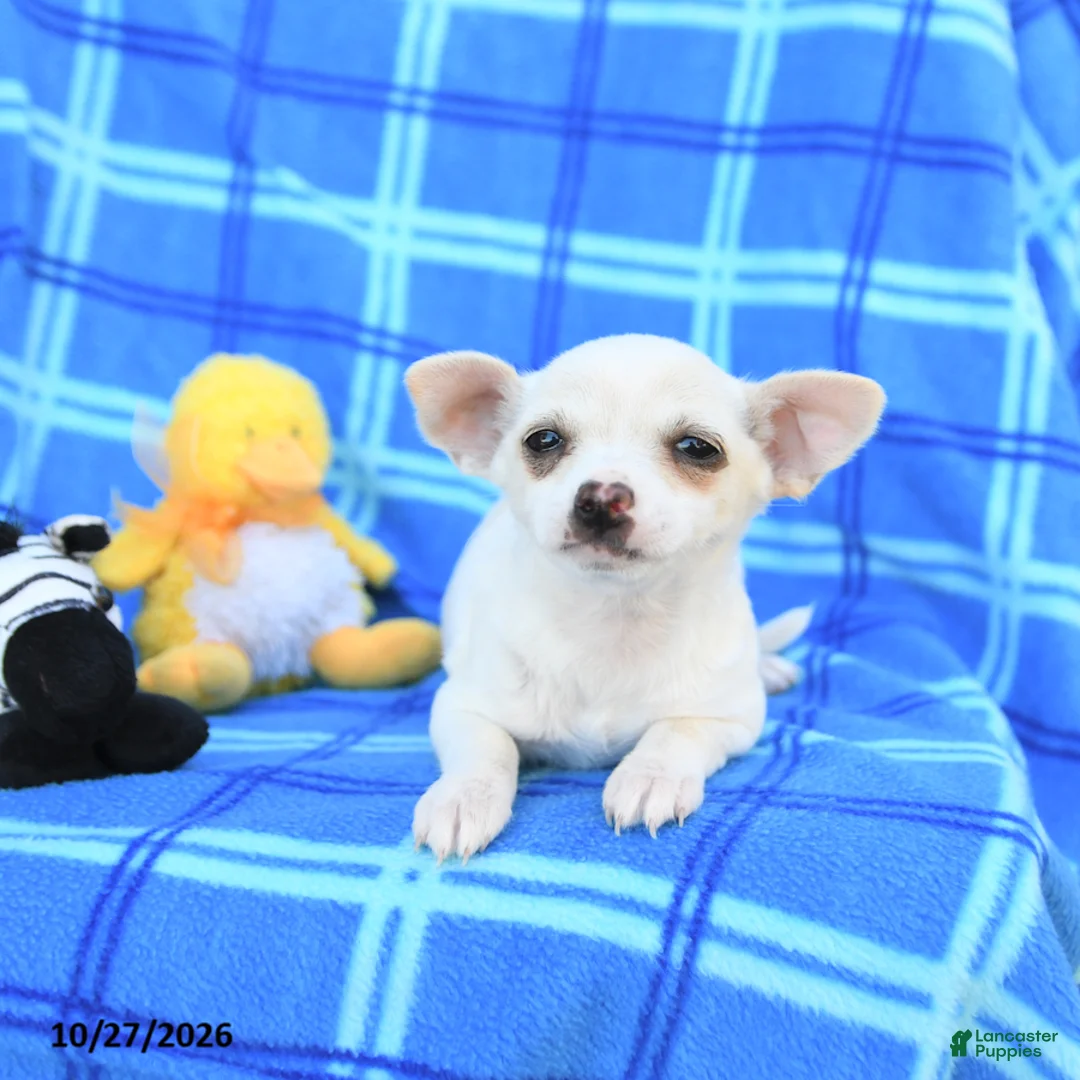 Chihuahua dogs for sale: Uno - Ad 2