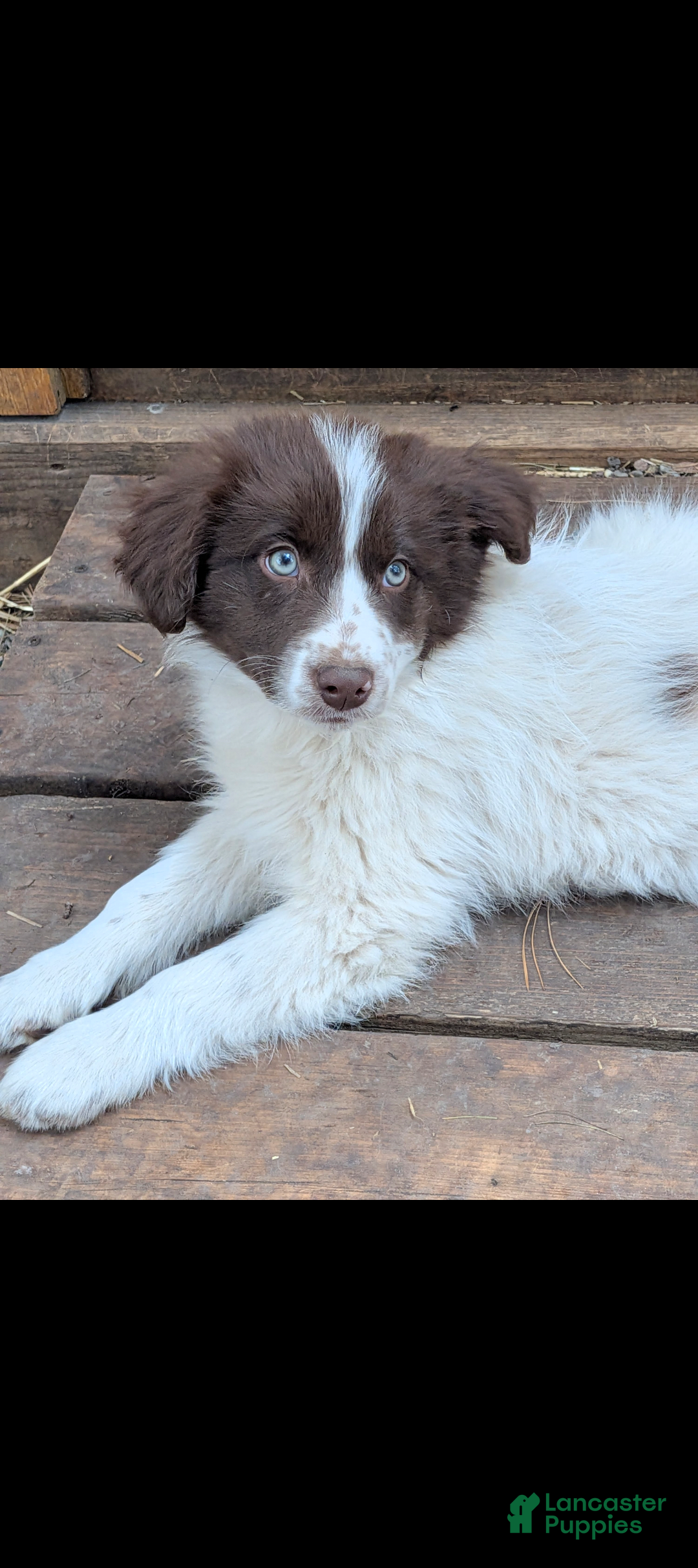 Border Collie dogs Border Collie Puppy 2 - Ad 27