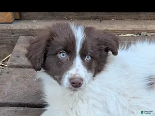 Border Collie dogs Border Collie Puppy 2 - Ad 14