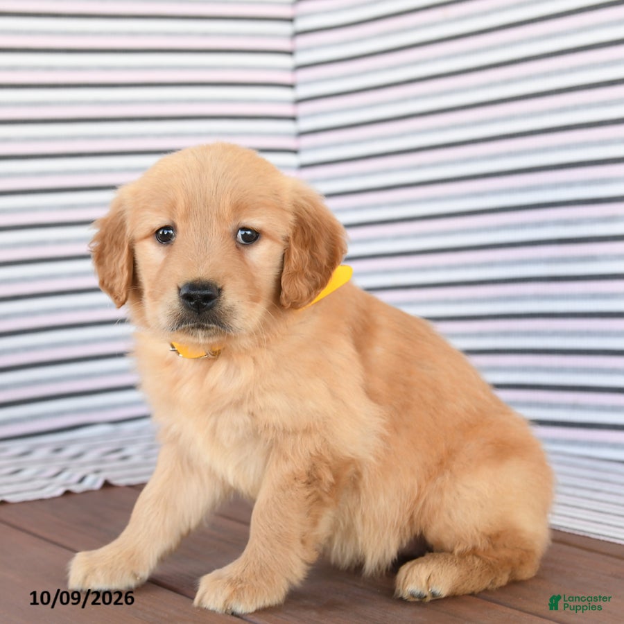 Jane (Golden Retriever, Female) in Peach Bottom, PA