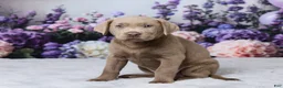 Labrador Retriever dogs for sale: Dolly - Ad 5