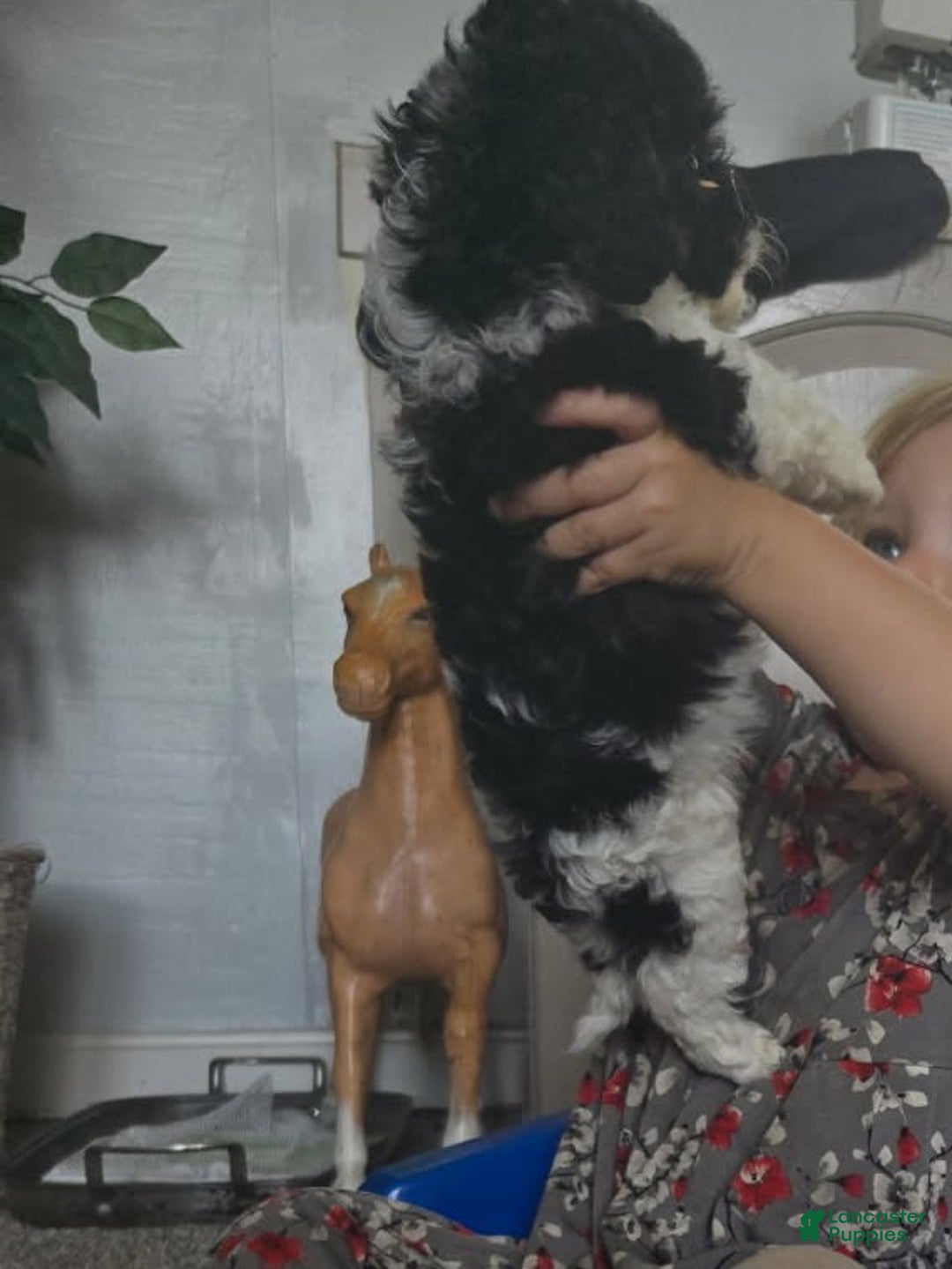 Cavapoo dogs for sale: Sasha - Ad 10