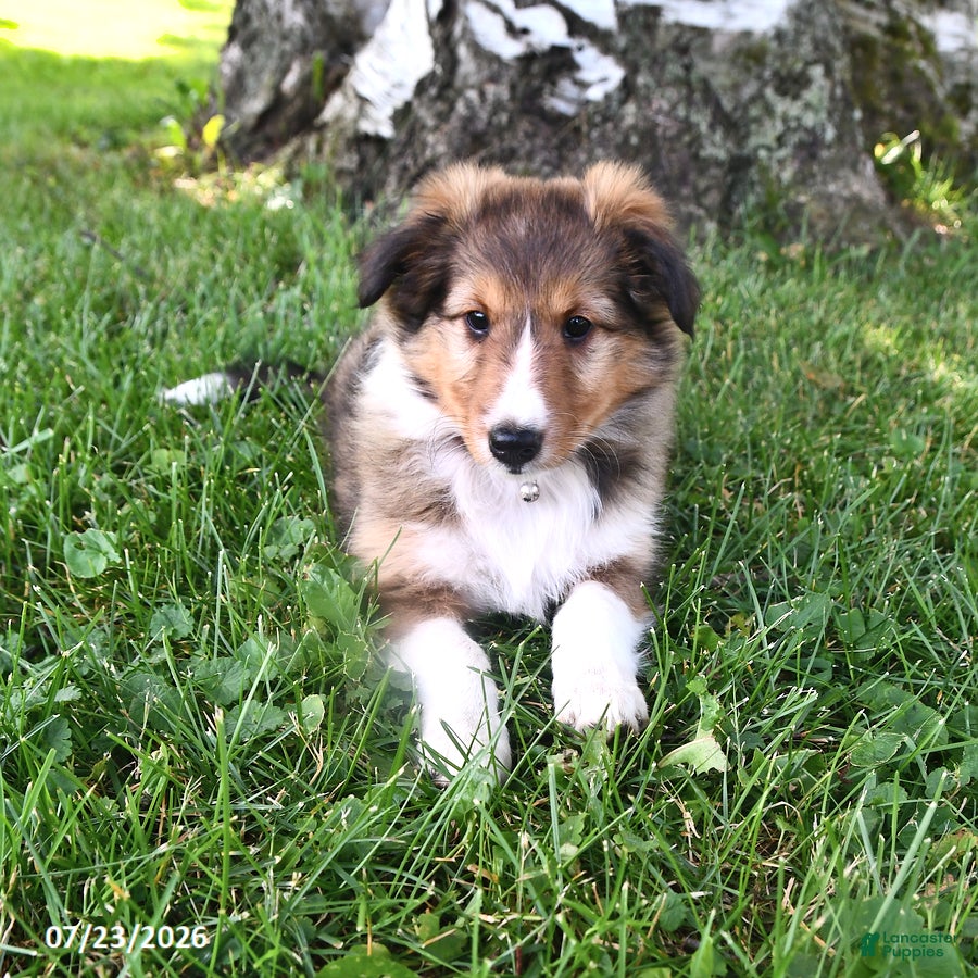 Shetland Sheepdog dogs Charlotte - Ad 1