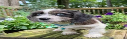 Mixed Breed dogs for sale: Buddy - Ad 3
