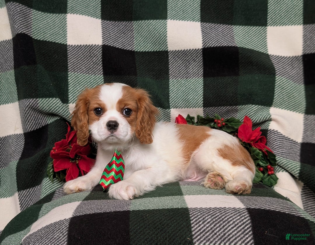 Cavalier King Charles Spaniel dogs for sale: Watkins - Ad 4