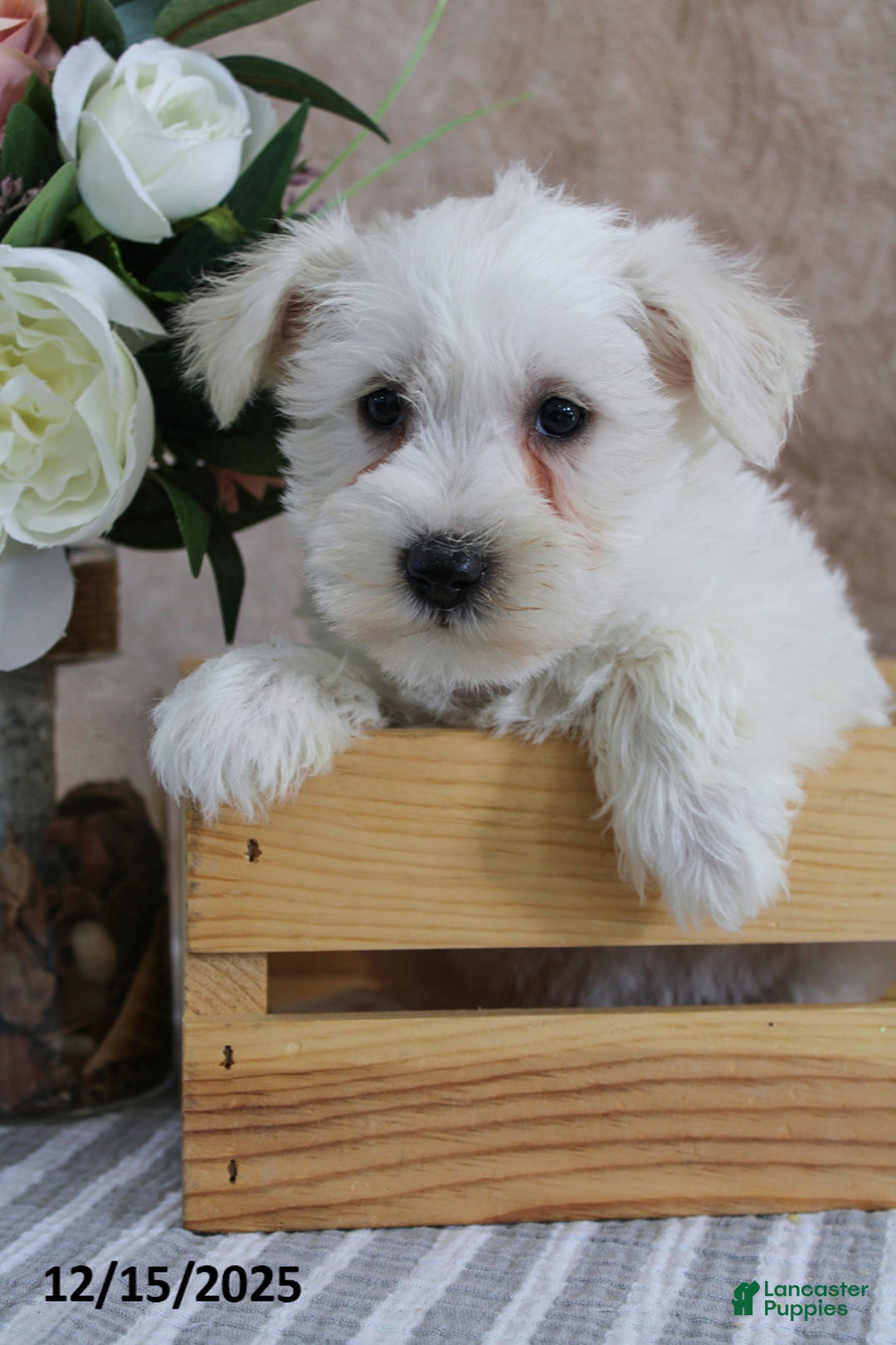 Miniature Schnauzer dogs for sale: Pearl - Ad 2