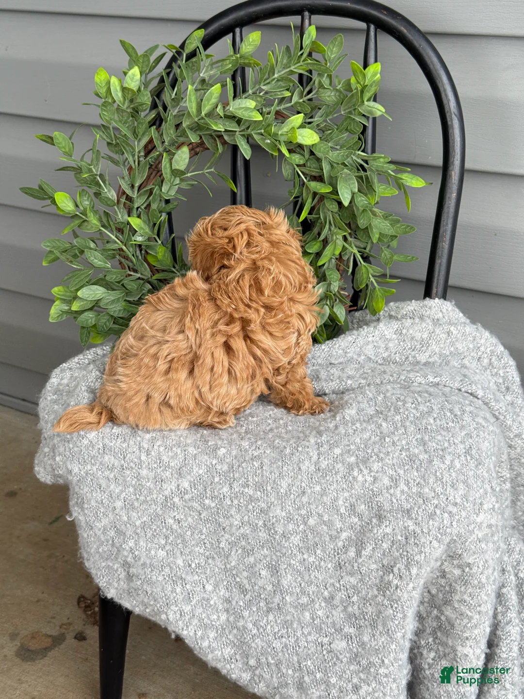 Maltipoo dogs for sale: Teacup - Ad 9
