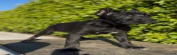 Cane Corso dogs for sale: Female 1 - Ad 1