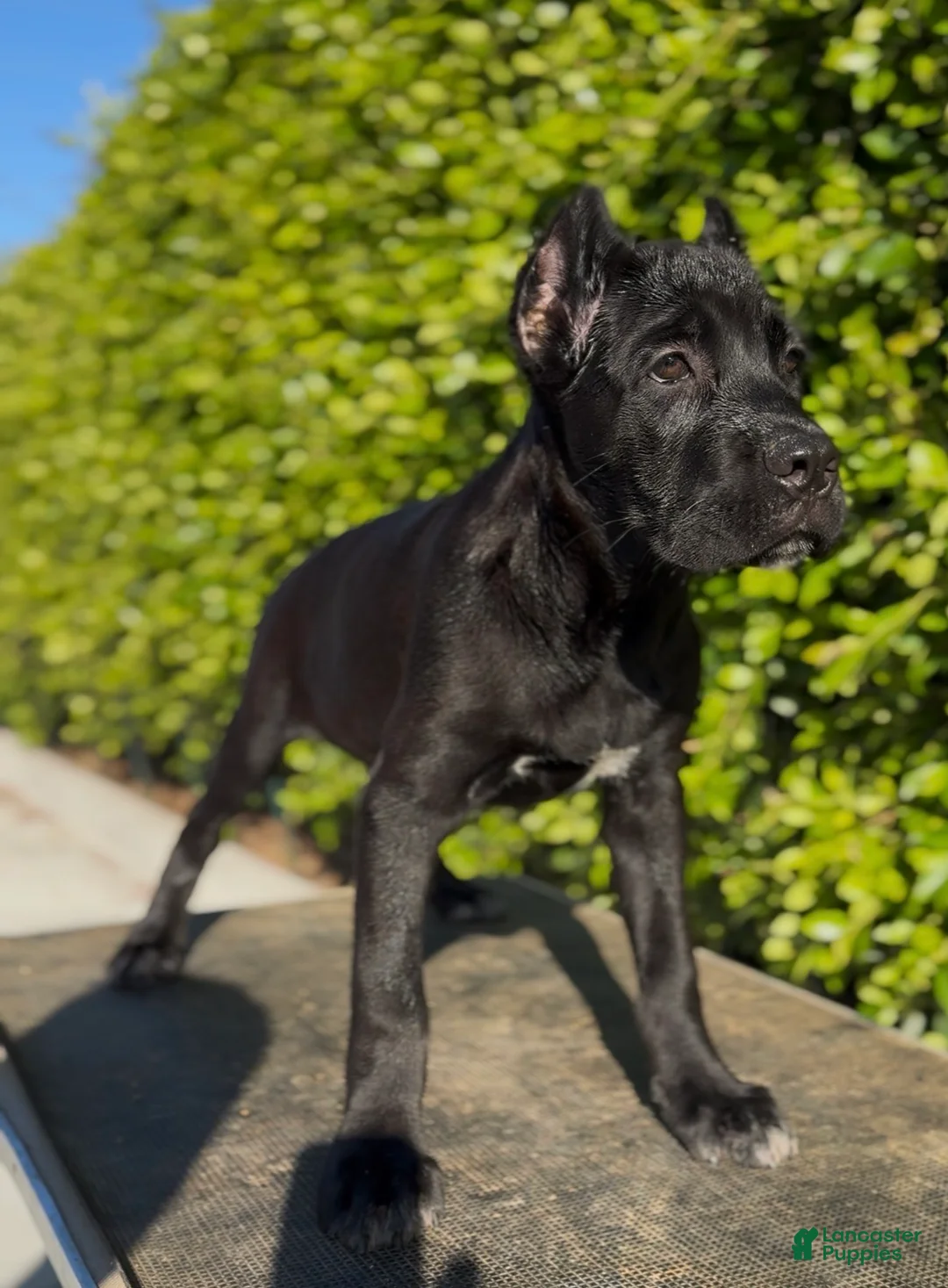 Cane Corso dogs for sale: Female 1 - Ad 1