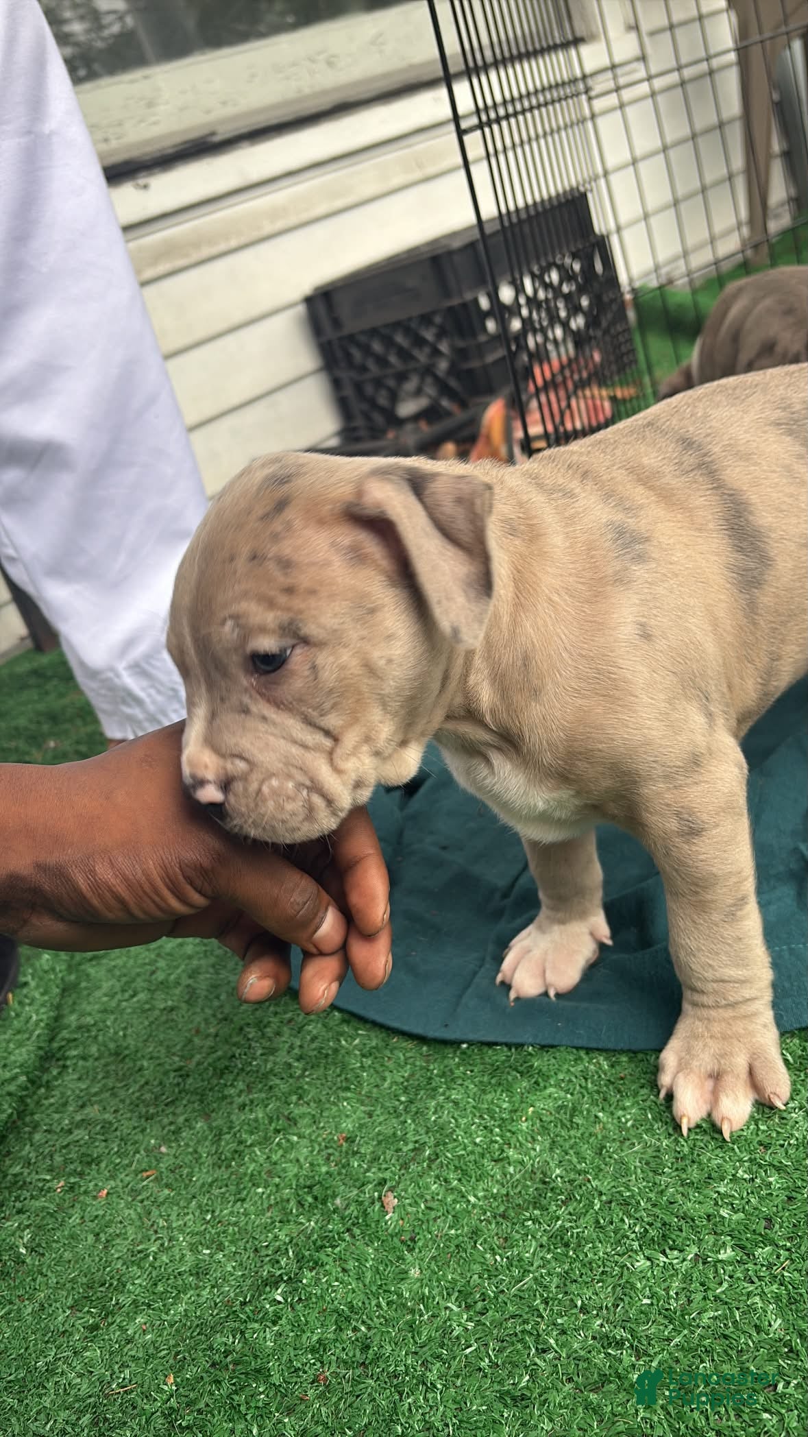 American Bully dogs American Bully Puppy 1 - Ad 42