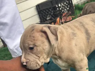 American Bully dogs American Bully Puppy 1 - Ad 31