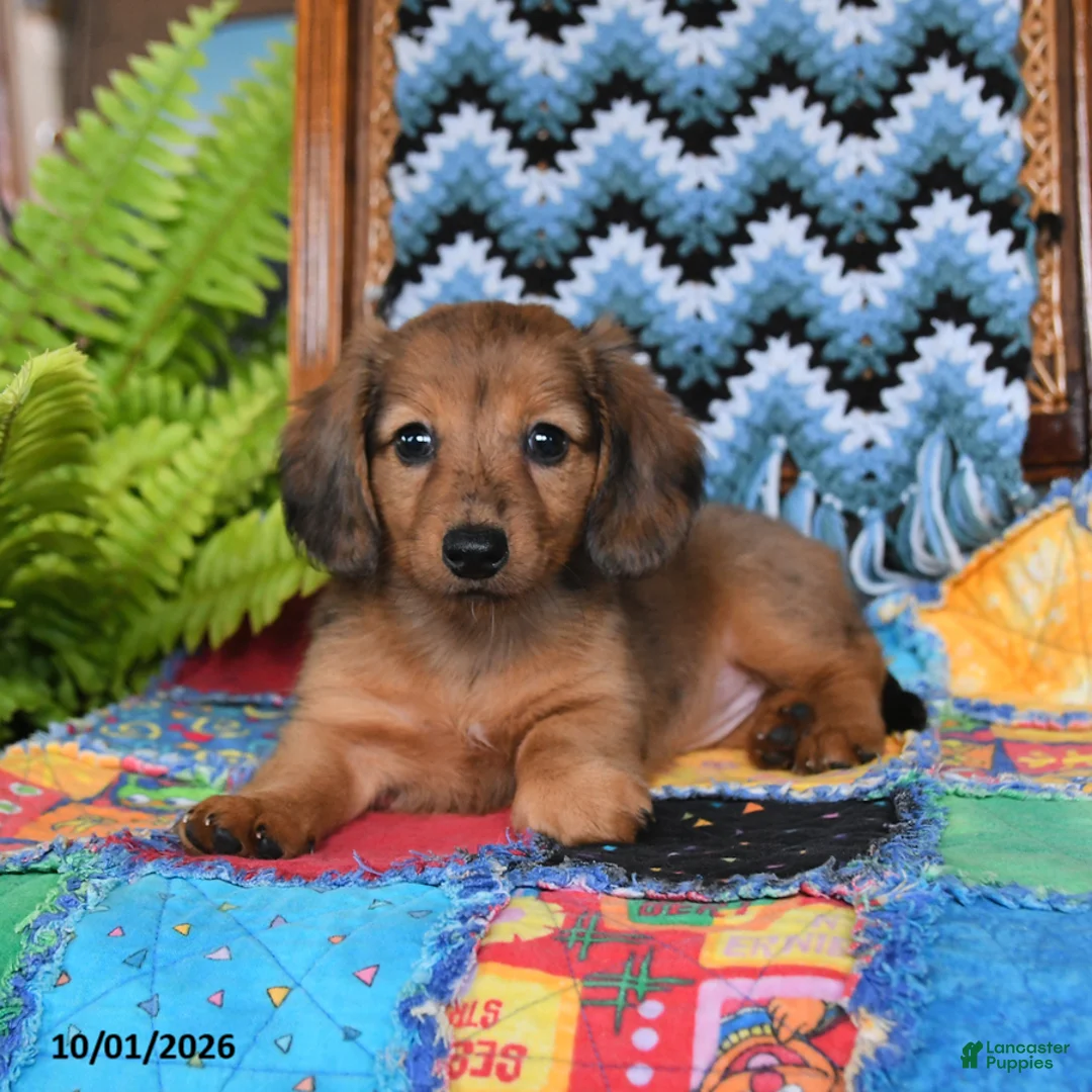 Miniature Dachshund dogs for sale: Penny - Ad 1