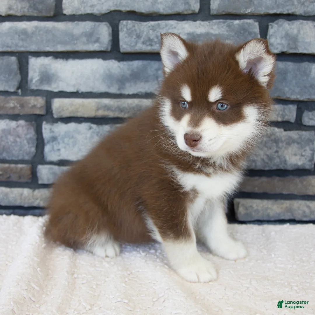 Pomsky dogs for sale: Franklin - Ad 2