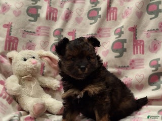 Pomapoo dogs - Ad 29