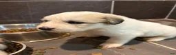 Great Pyrenees dogs for sale: Great Pyrenees 3 - Ad 4