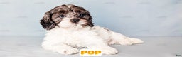 Cockapoo dogs for sale: Pop - Ad 10