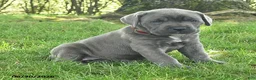 Cane Corso dogs for sale: Rubarb - Ad 4