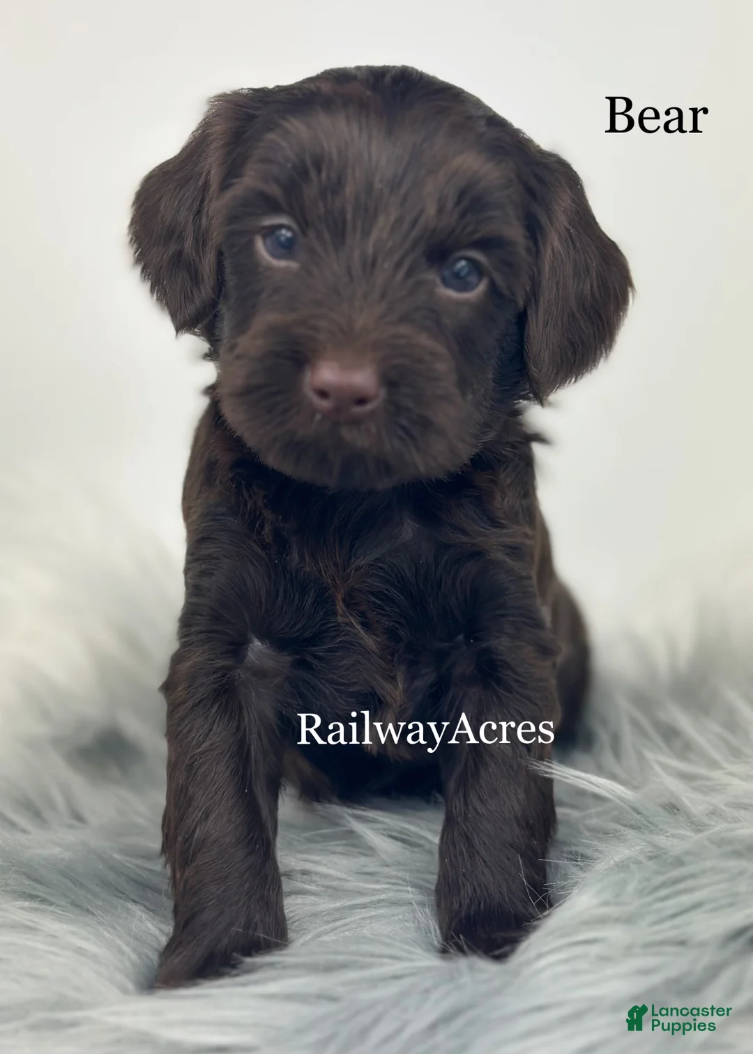 Mixed Breed dogs for sale: Bear - Ad 1