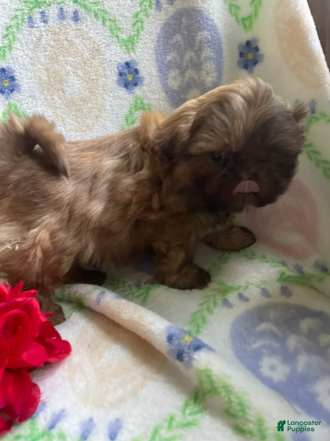 Shih Tzu dogs for sale: Paul - Ad 4