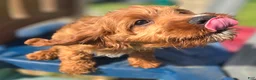 Cavapoo dogs for sale: Iceberg - Ad 4