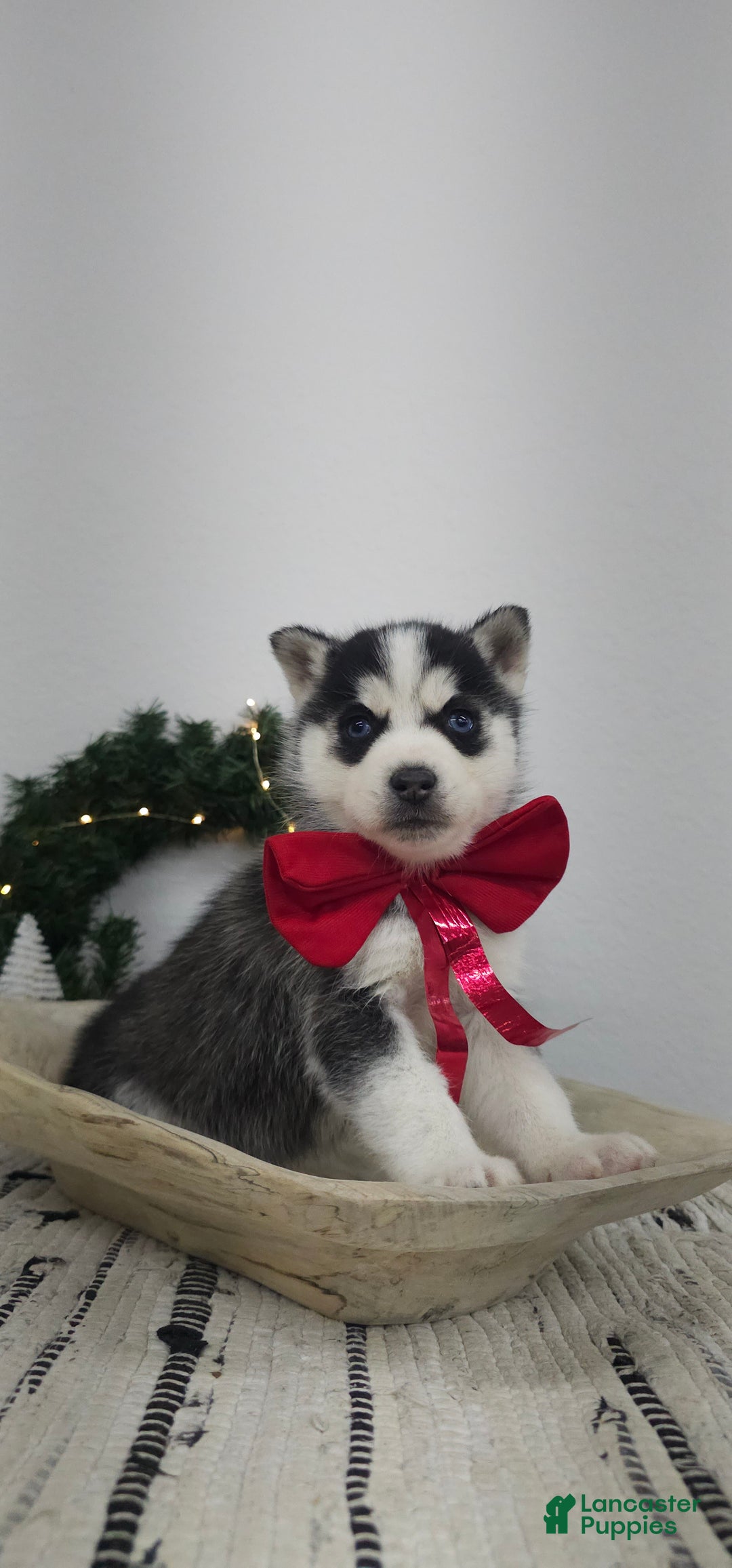 Siberian Husky dogs for sale: Albus - Ad 6