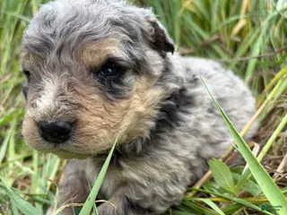 Mixed Breed dogs for sale: Thea - Ad 2