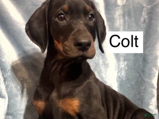 Doberman Pinscher dogs Colt - Ad 40