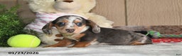 Miniature Dachshund dogs for sale: Lilly Grace - Ad 2