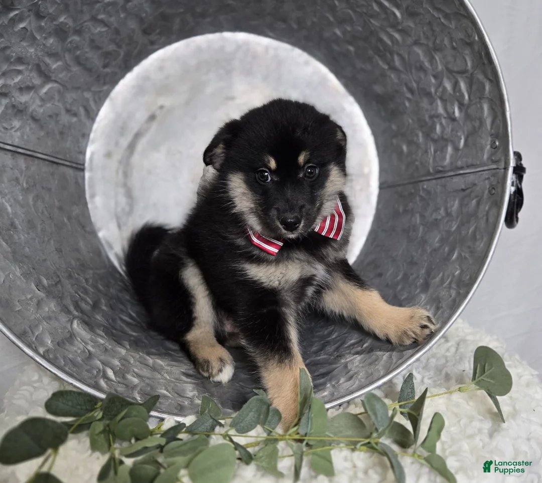 Pomsky dogs for sale: Trigger - Ad 2