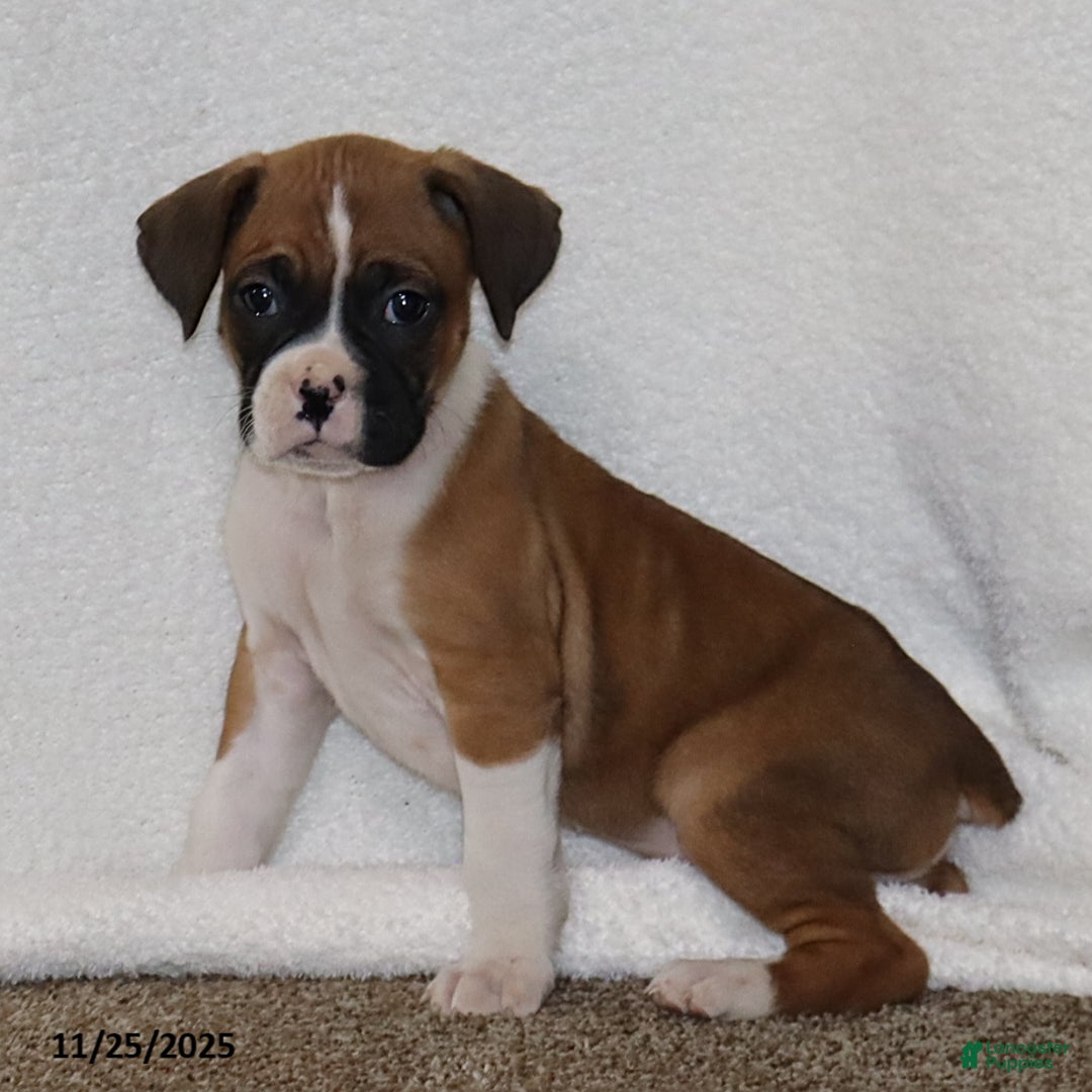 Mixed Breed dogs for sale: Louie - Ad 4