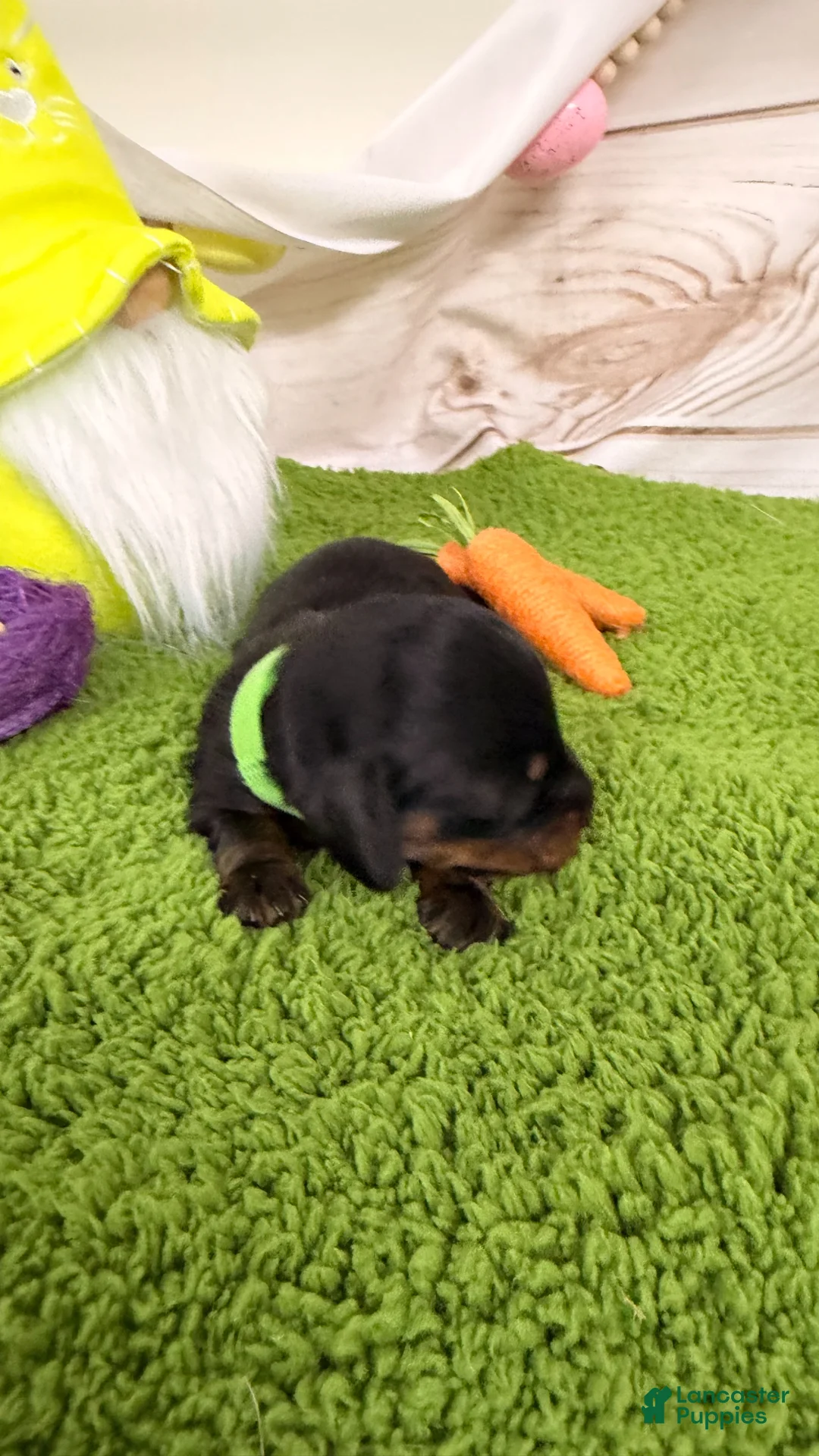Miniature Dachshund dogs for sale: Miniature Dachshund Puppy 2 - Ad 1