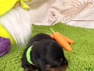 Miniature Dachshund dogs Miniature Dachshund Puppy 2 - Ad 21