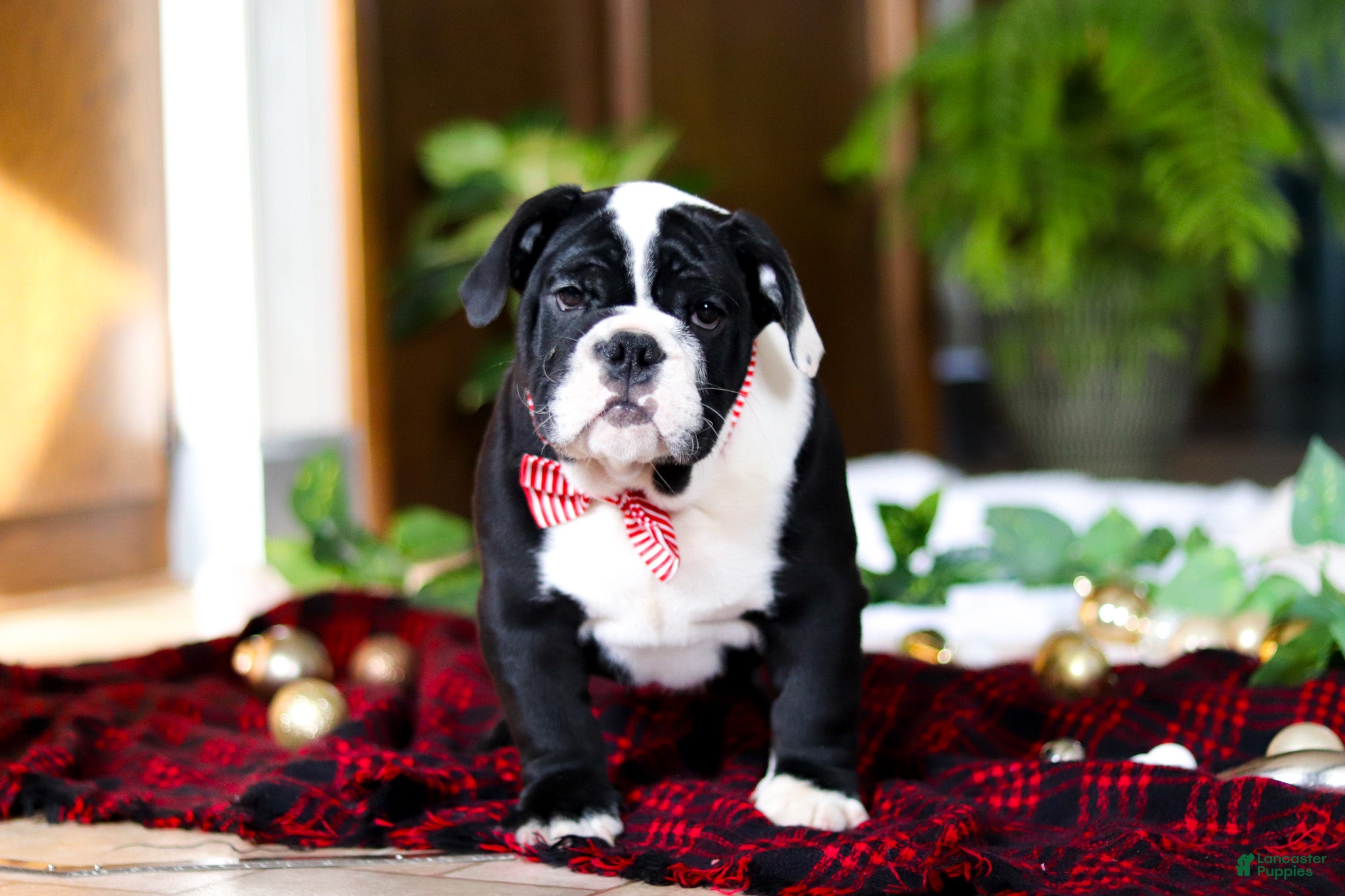 English Bulldog dogs JoJo - Ad 26